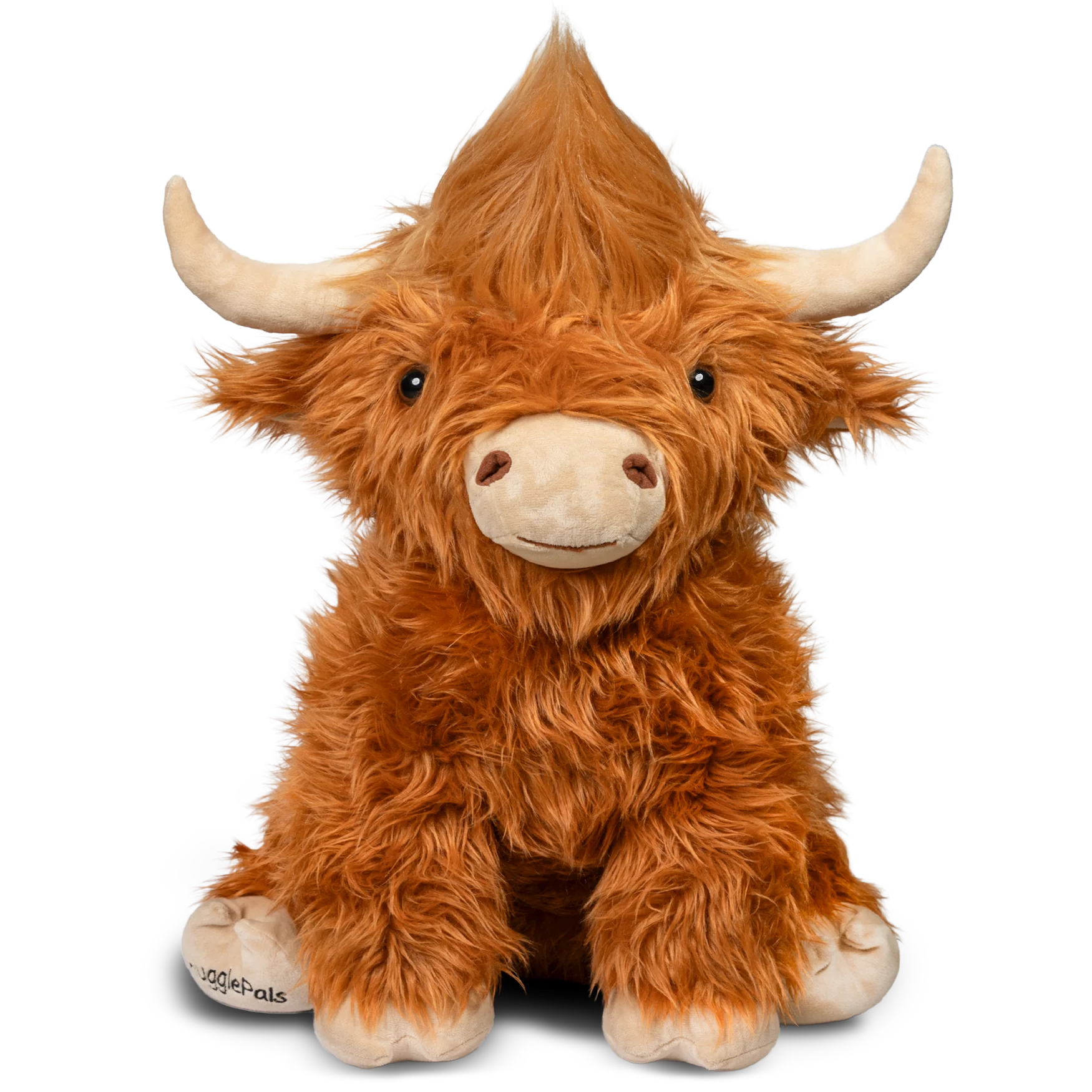 highland cow with funny hairstyle