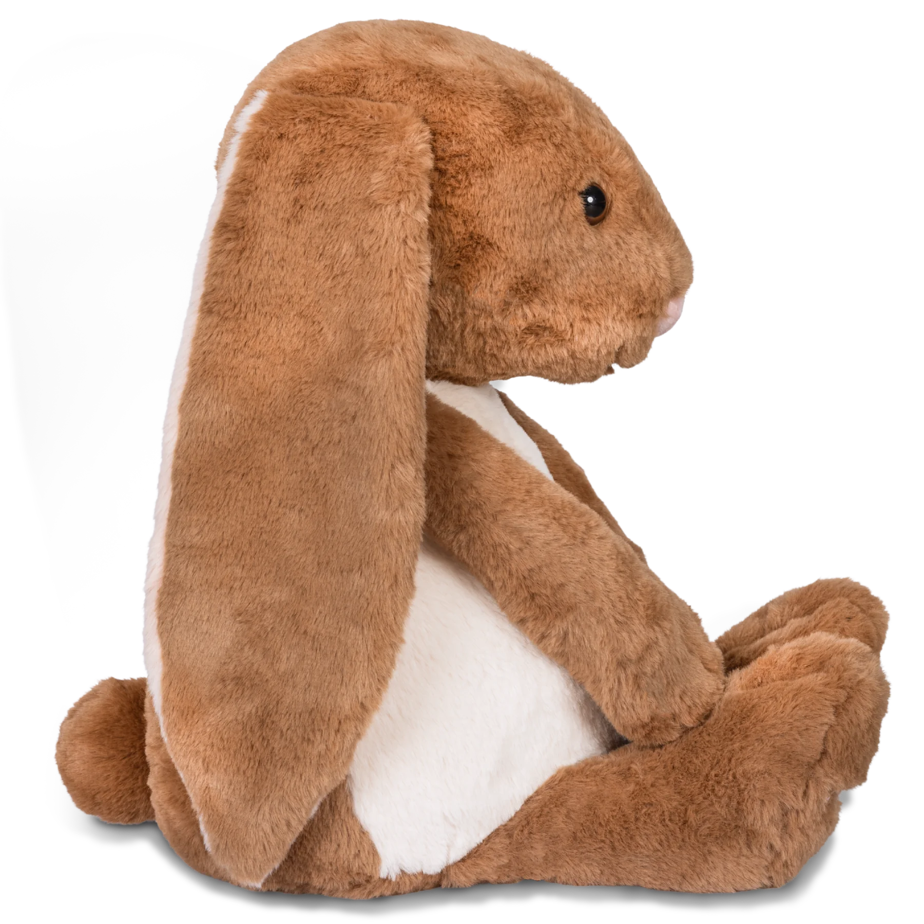 highland cow with funny hairstyle