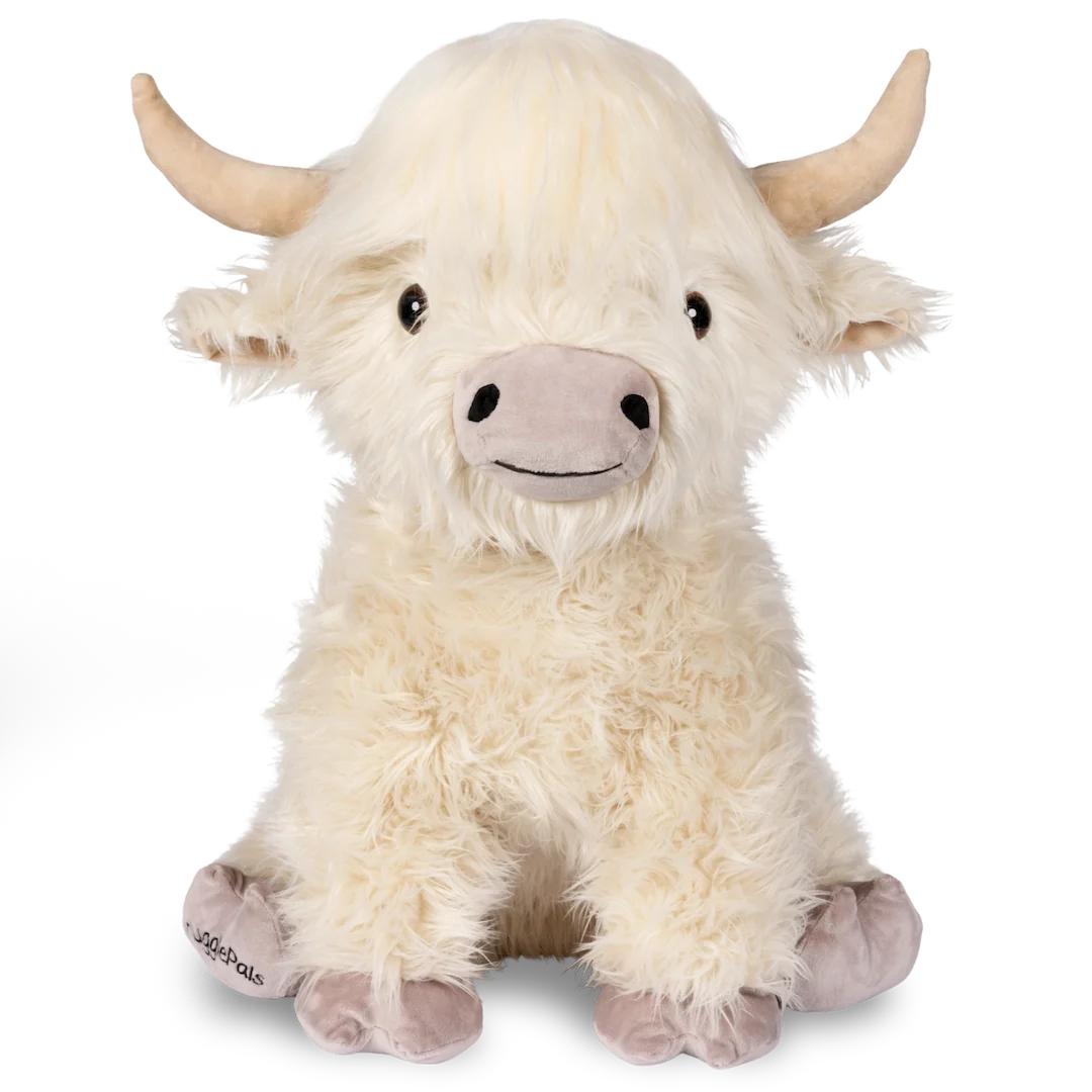 highland cow with funny hairstyle