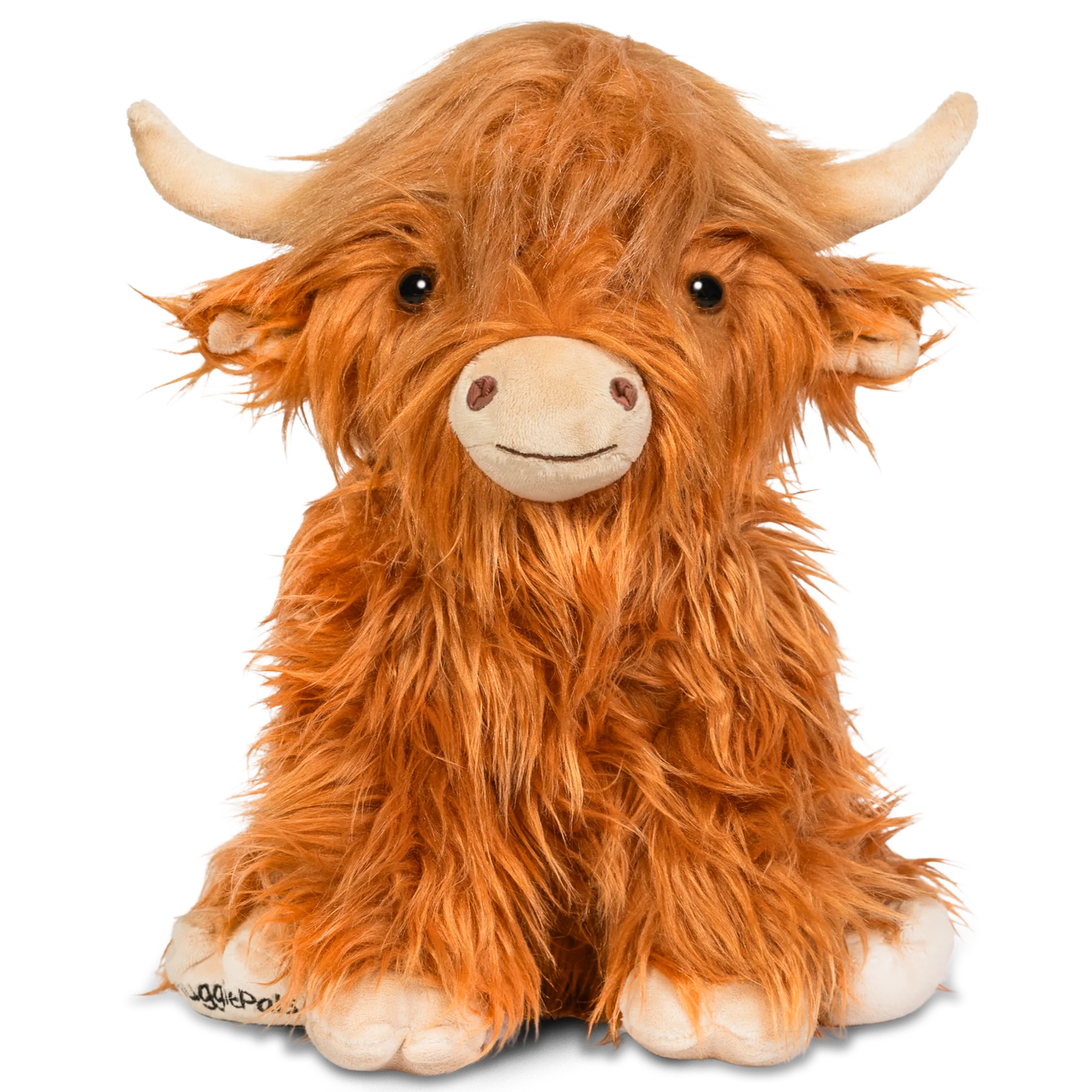 highland cow with funny hairstyle