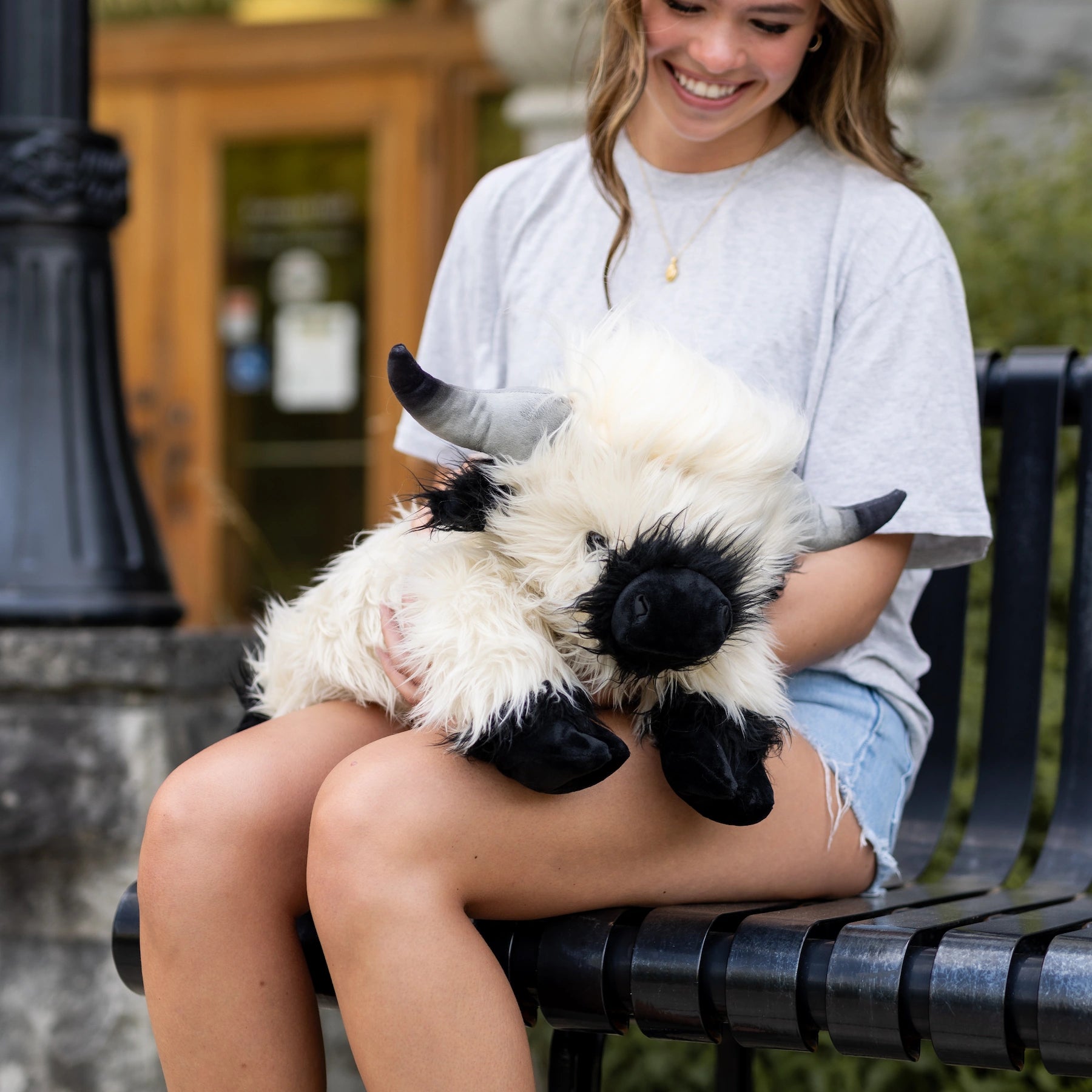 highland cow with funny hairstyle