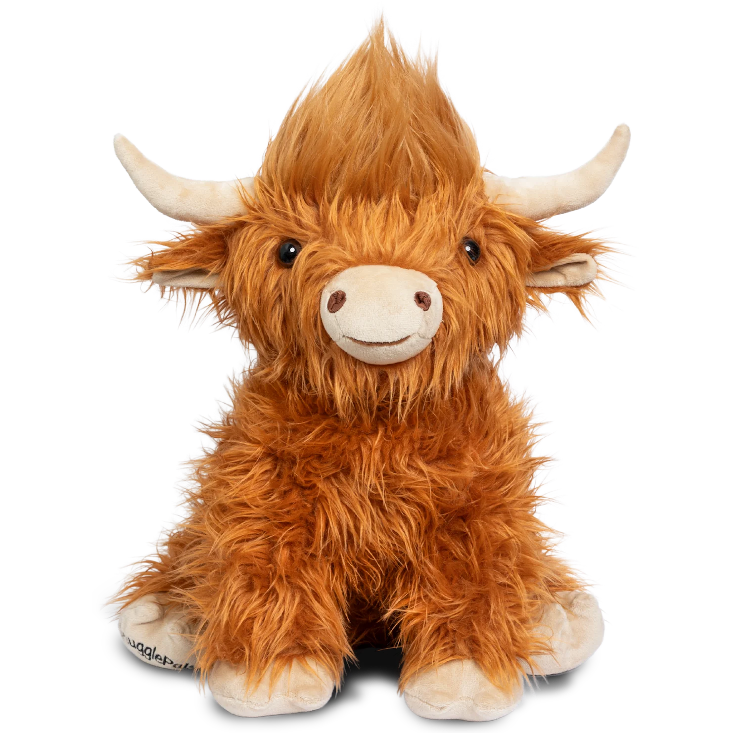 highland cow with funny hairstyle