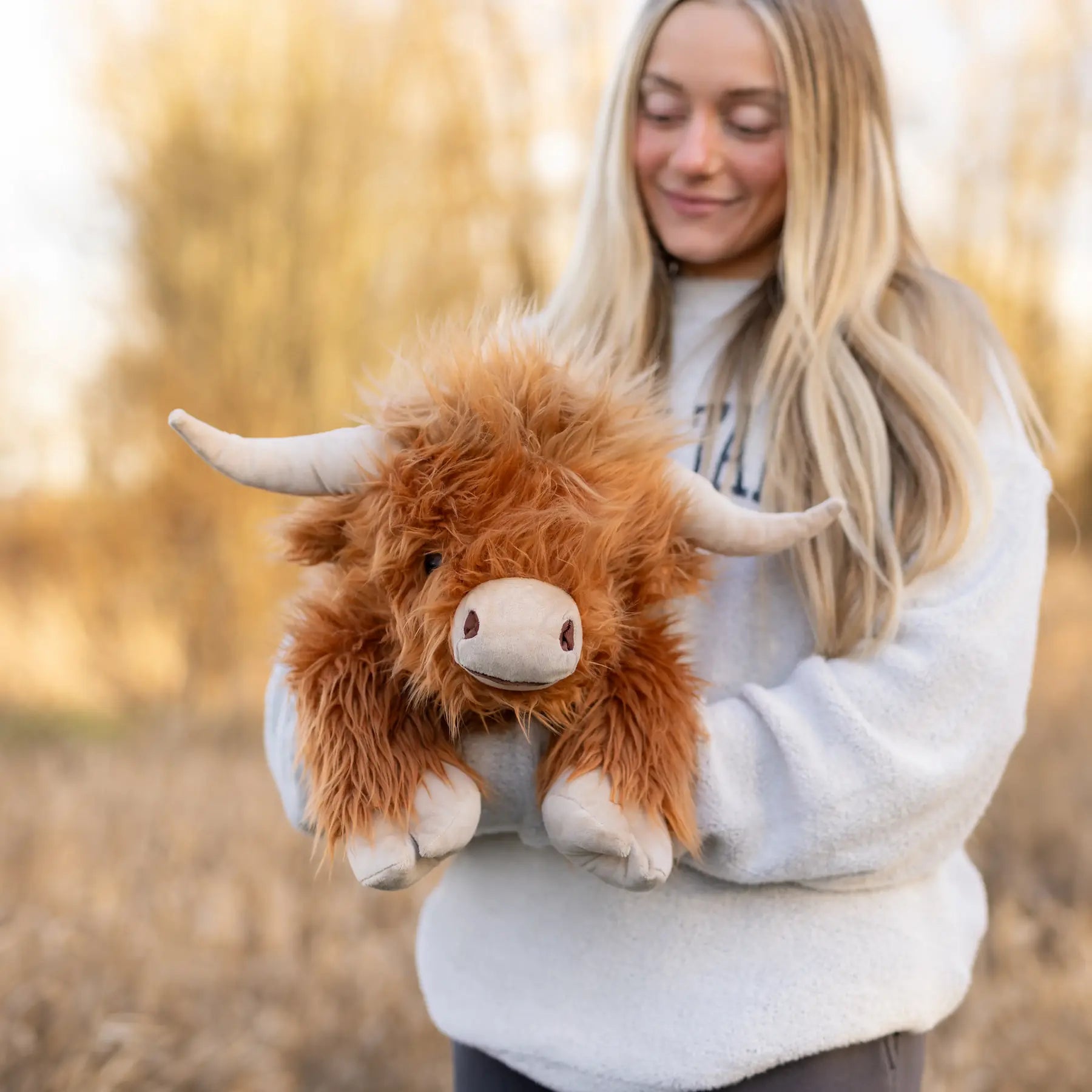 highland cow with funny hairstyle