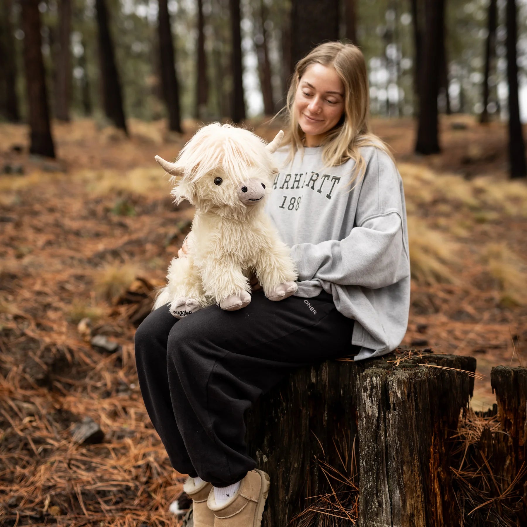 highland cow with funny hairstyle